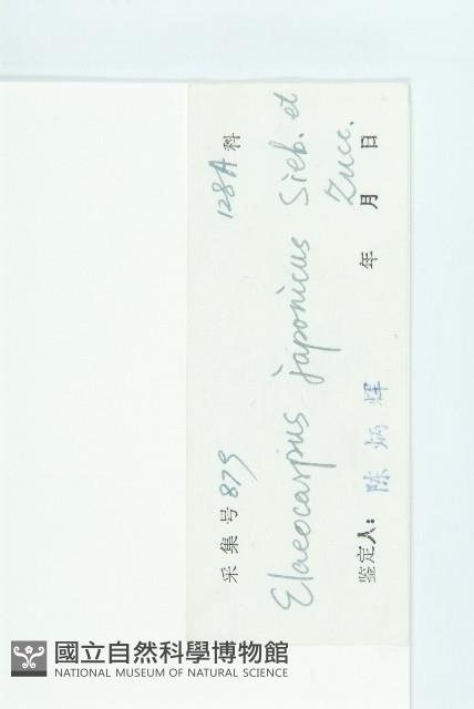 Japanese Elaeocapus Collection Image, Figure 3, Total 3 Figures