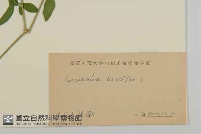 狗筋蔓藏品圖，第3張