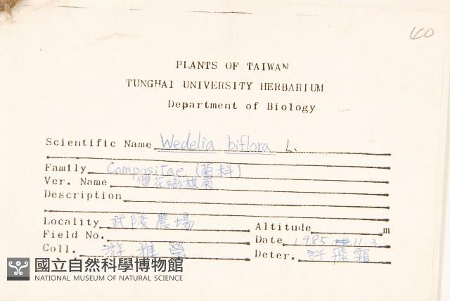 雙花蟛蜞菊藏品圖，第2張