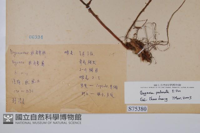 裂葉秋海棠藏品圖，第2張