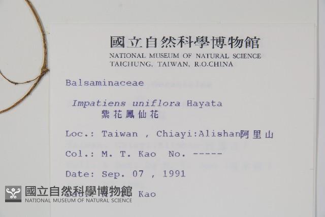 紫花鳳仙花藏品圖，第2張