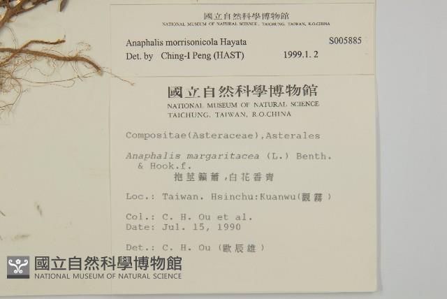 大籽當藥、巒大當藥藏品圖，第2張