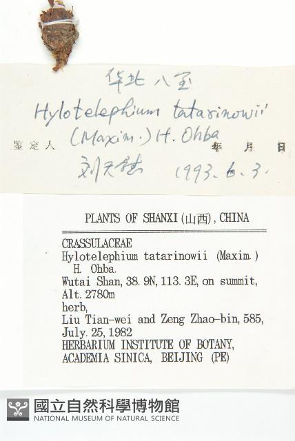 華北景天藏品圖，第3張