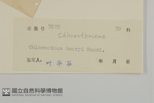 寬葉金粟蘭藏品圖，第3張