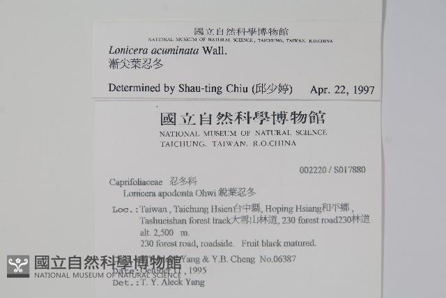 阿里山忍冬、漸尖葉忍冬藏品圖，第2張