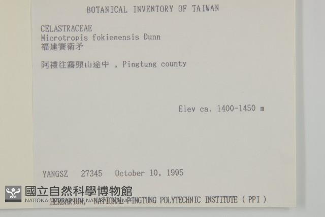 福建賽衛矛、福建假衛矛藏品圖，第2張