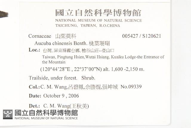 桃葉珊瑚藏品圖，第2張