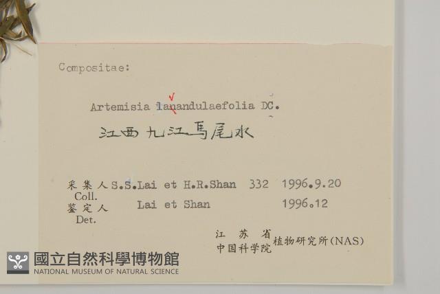 野艾蒿藏品圖，第3張