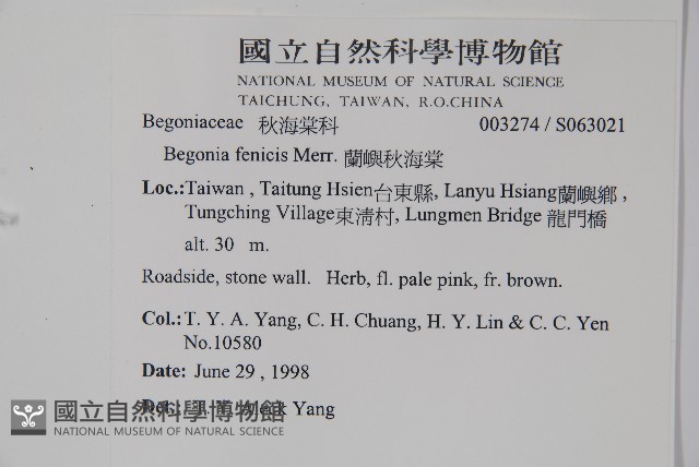 蘭嶼秋海棠藏品圖，第2張