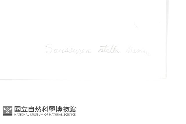 星狀風毛菊藏品圖，第3張