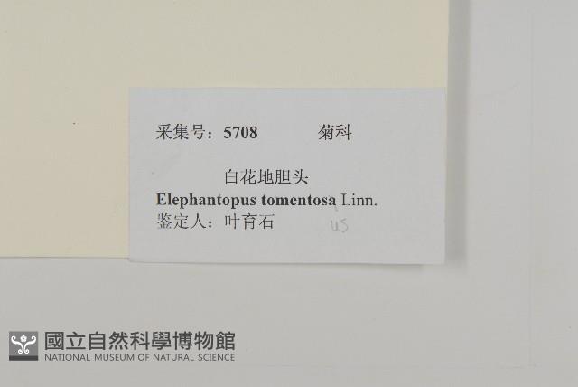 白花地膽草藏品圖，第3張