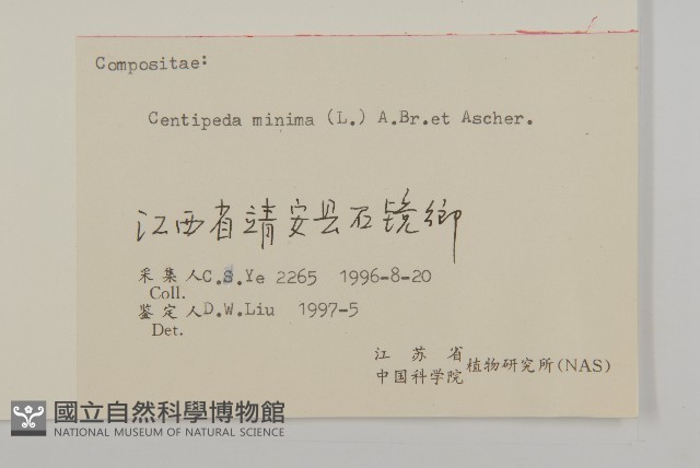 石胡荽、吐金草藏品圖，第3張