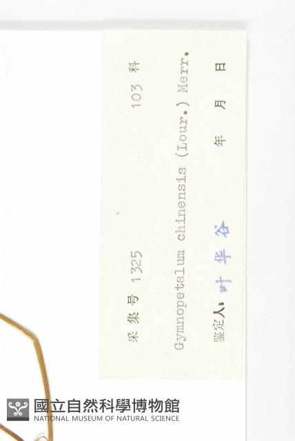 裸瓣瓜藏品圖，第3張