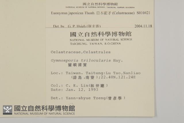 日本衛矛, 大葉黃楊藏品圖，第2張