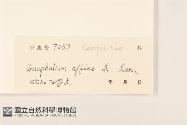 鼠麴草藏品圖，第3張