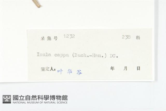 羊耳菊藏品圖，第3張