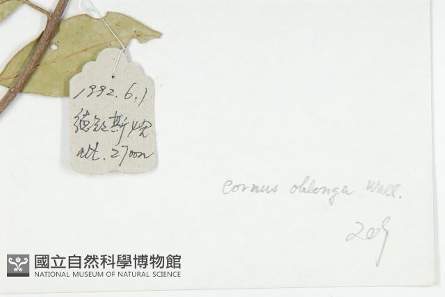 短圓葉棶木藏品圖，第3張