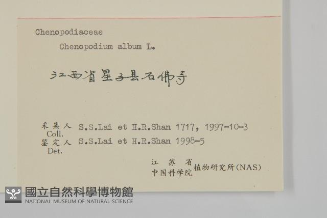 藜、灰藜藏品圖，第3張