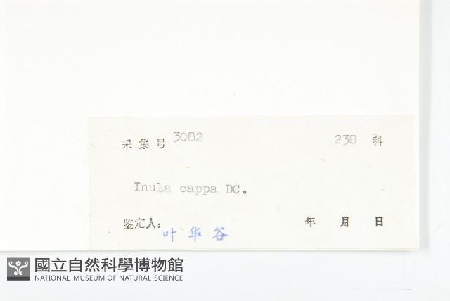 羊耳菊藏品圖，第3張