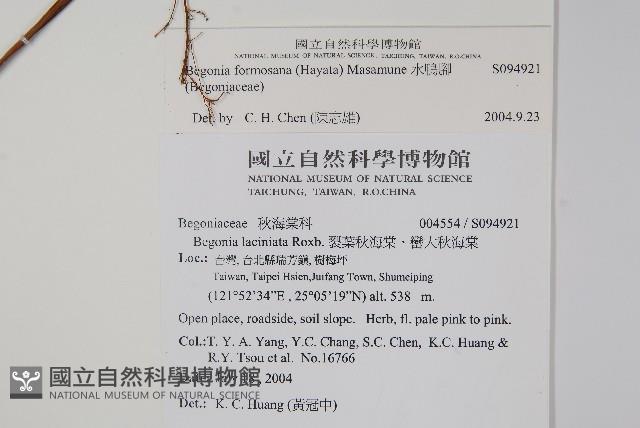 水鴨腳藏品圖，第2張