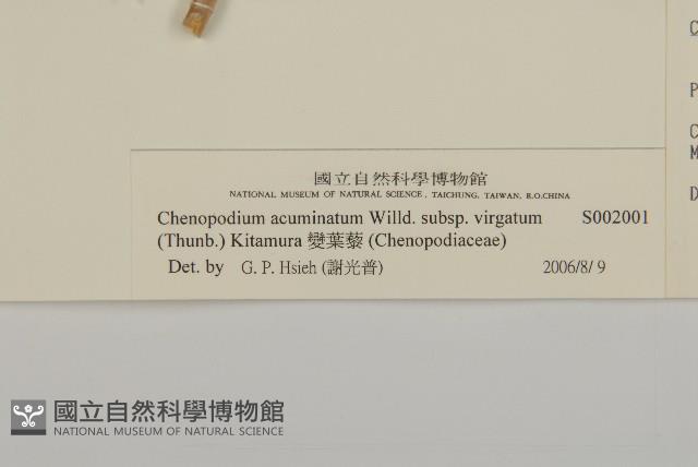 水社柳藏品圖，第3張