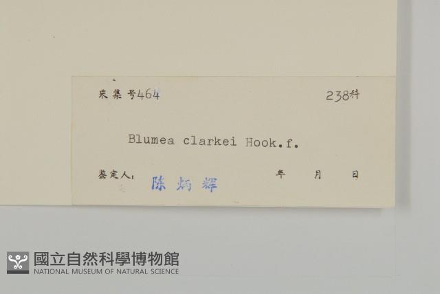 七里明艾納香藏品圖，第3張