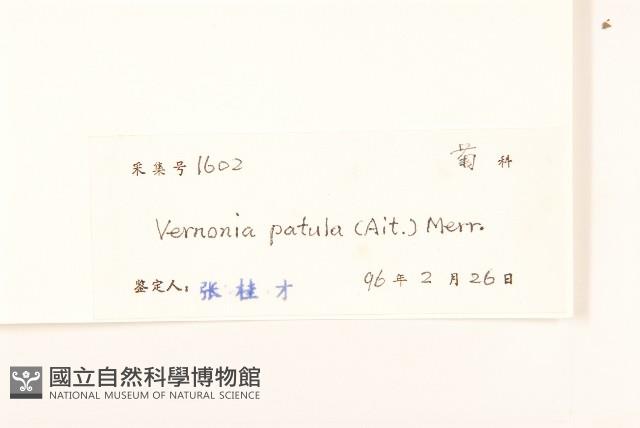 嶺南野菊藏品圖，第3張