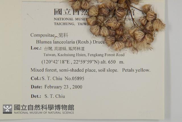 台灣山桂花藏品圖，第2張