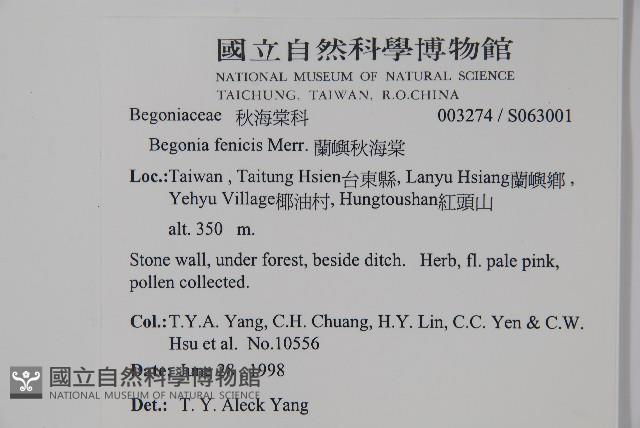 蘭嶼秋海棠藏品圖，第5張