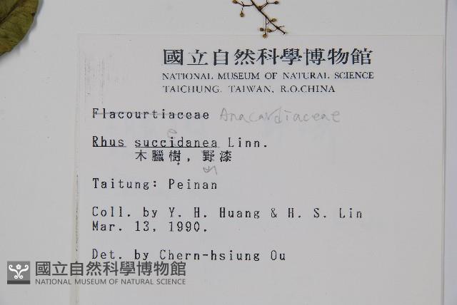 木蠟樹、山漆藏品圖，第2張