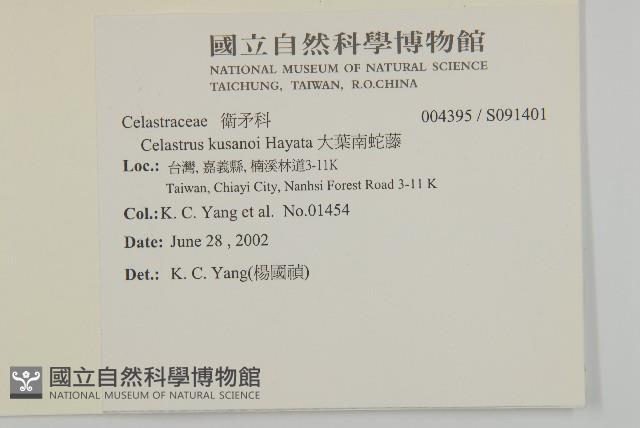 大葉南蛇藤藏品圖，第2張