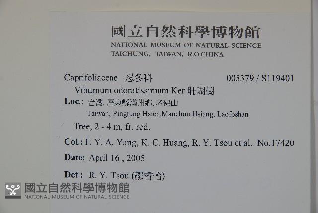 珊瑚樹藏品圖，第2張