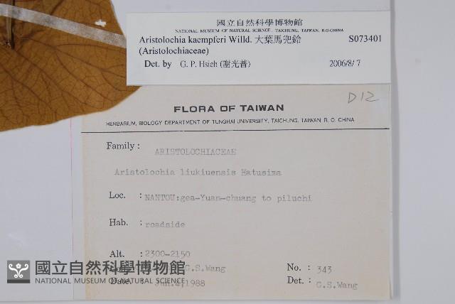 大葉馬兜鈴藏品圖，第2張