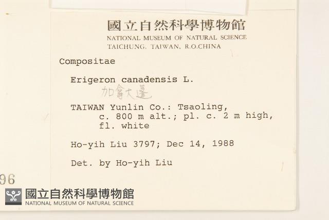 加拿大蓬藏品圖，第2張