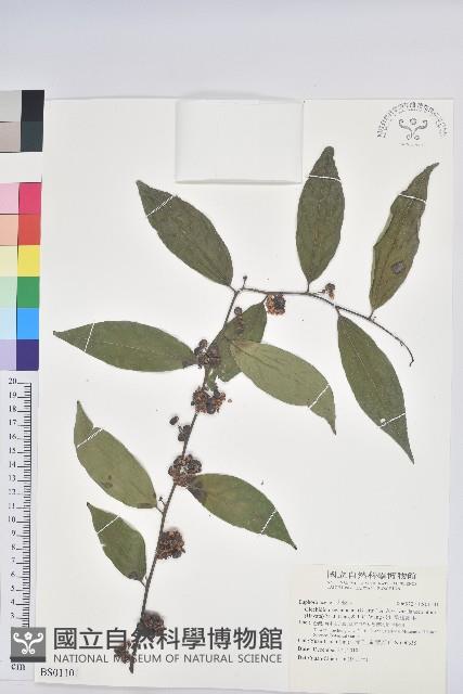 紫背草藏品圖，第3張