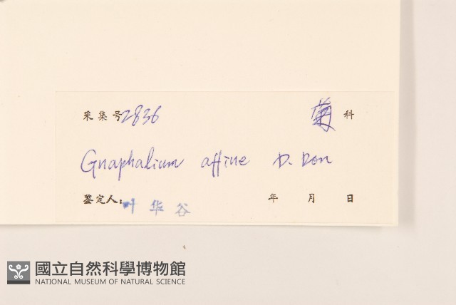 鼠麴草藏品圖，第3張