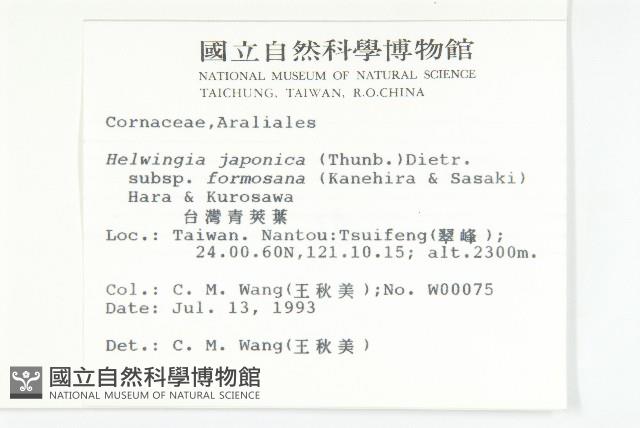 臺灣青莢葉藏品圖，第2張