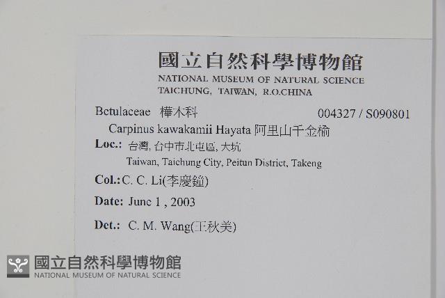 阿里山千金榆藏品圖，第2張