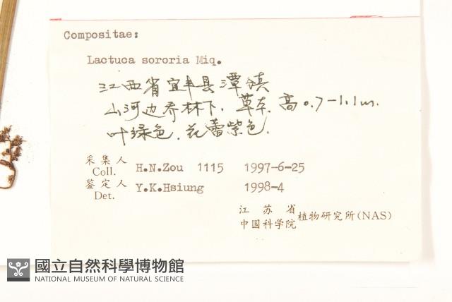 山萵苣藏品圖，第3張