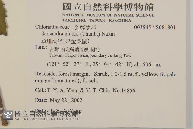 草珊瑚、紅果金粟蘭藏品圖，第2張