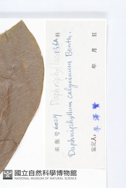 牛耳楓藏品圖，第3張