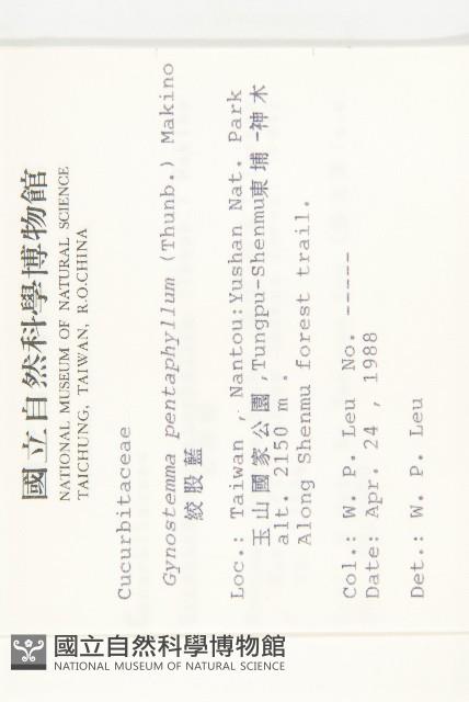 絞股藍藏品圖，第2張