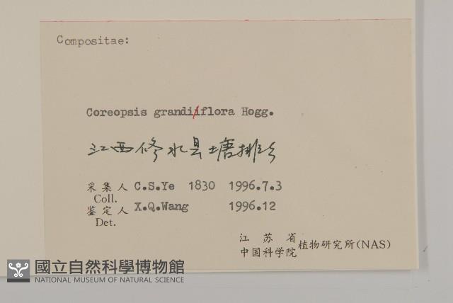 大花金雞菊藏品圖，第3張