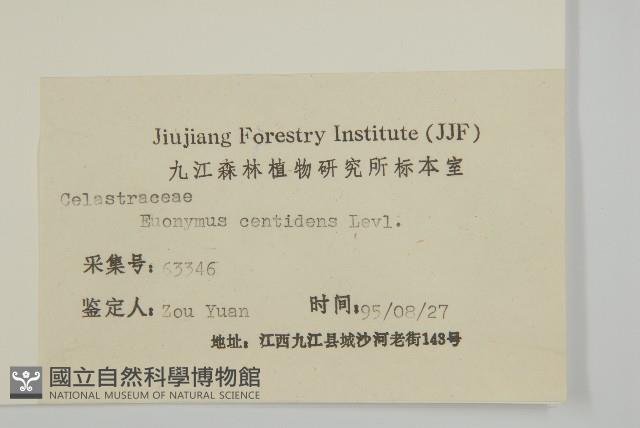 百齒衛矛藏品圖，第3張