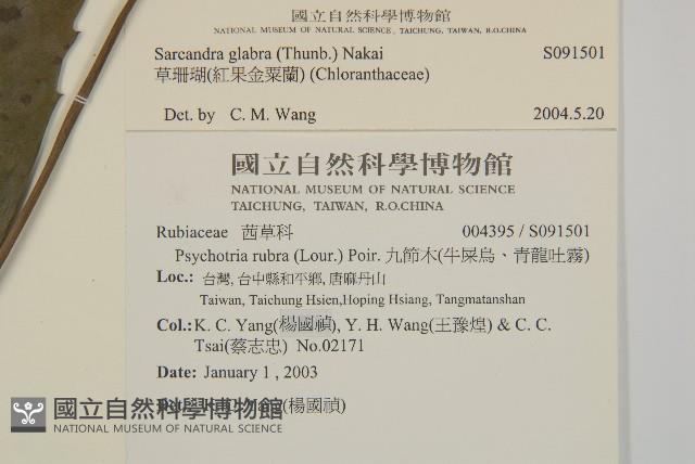 草珊瑚、紅果金粟蘭藏品圖，第2張