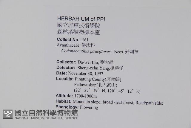 針刺草藏品圖，第2張