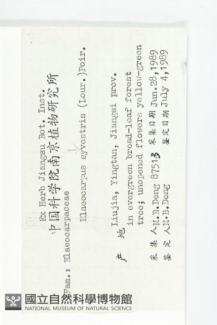 杜英、山杜英、蘭嶼杜英藏品圖，第2張