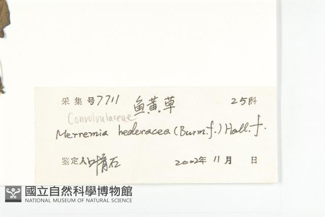 卵葉菜欒藤藏品圖，第3張