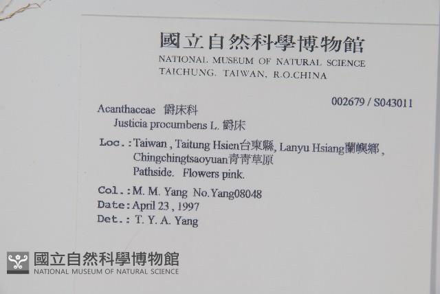 爵床藏品圖，第2張