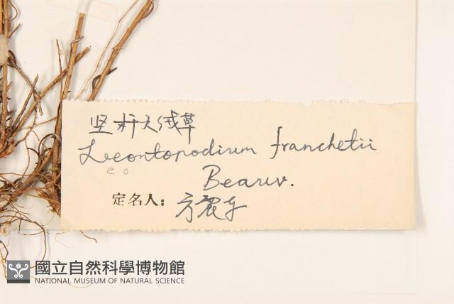 堅杆火絨草藏品圖，第3張